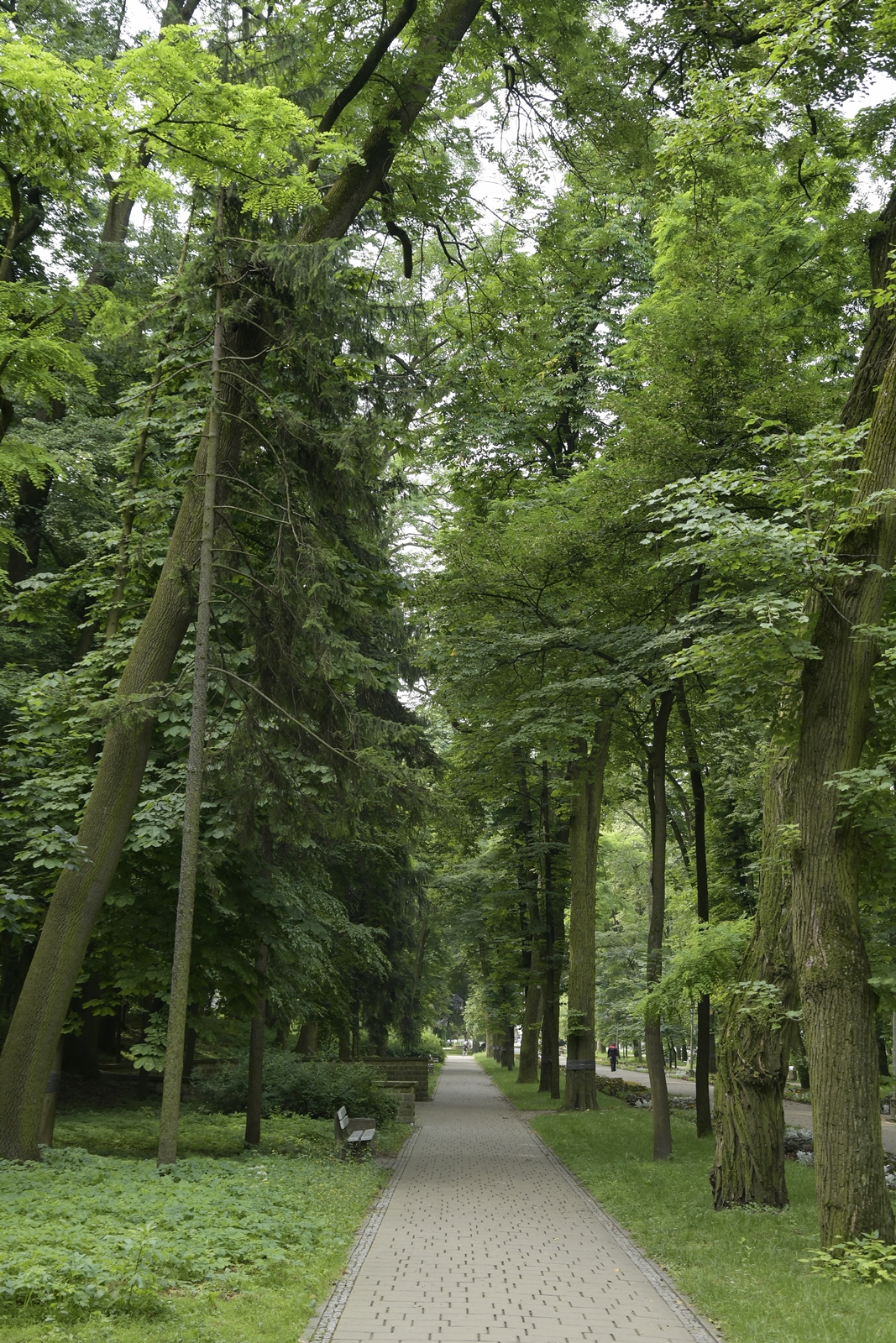 Stare, zabytkowe drzewa na terenie parku w Busku-Zdroju to jedna z atrakcji miasta.