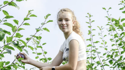Uśmiechnięta nastolatka patrząca w obiektyw, podczas zrywania śliwek ze szczytu drzew.